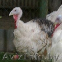 индюков и индюшек  - Изображение #4, Объявление #1149594