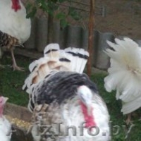 индюков и индюшек  - Изображение #3, Объявление #1149594