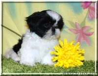 ОЧАРОВАТЕЛЬНЫЕ ЩЕНКИ ШИТ-ЦУ - Изображение #1, Объявление #1186329