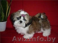 ОЧАРОВАТЕЛЬНЫЕ ЩЕНКИ ШИТ-ЦУ - Изображение #2, Объявление #1186329