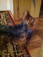 Пропал йоркширский терьер (девочка) - Изображение #2, Объявление #1200257