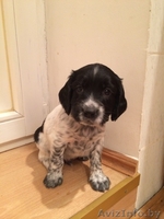 щенки русского охотничьего спаниеля с документами - Изображение #1, Объявление #1208095