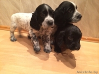 щенки русского охотничьего спаниеля с документами - Изображение #2, Объявление #1208095