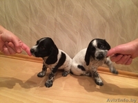 щенки русского охотничьего спаниеля с документами - Изображение #3, Объявление #1208095