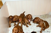 Щенки ирландского сеттера - Изображение #2, Объявление #1223142