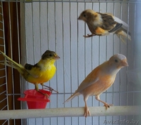 кенары, канарейки - Изображение #3, Объявление #1295963