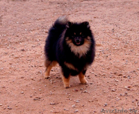  Немецкий малый шпиц - Изображение #7, Объявление #1347226