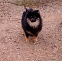  Немецкий малый шпиц - Изображение #5, Объявление #1347226