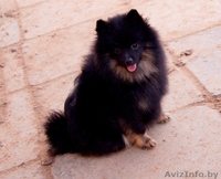  Немецкий малый шпиц - Изображение #4, Объявление #1347226