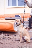 Отдается в заботливые руки! - Изображение #1, Объявление #1346554