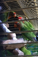 Попугай-неразлучник - Изображение #1, Объявление #1345930