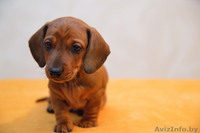 Щенки карликовой таксы - Изображение #3, Объявление #1361817