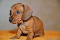 Щенки карликовой таксы - Изображение #1, Объявление #1361817