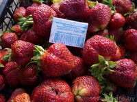 Рассада безусой клубники,ягоды 100г. Доставка по городу бесплатно - Изображение #2, Объявление #1399450
