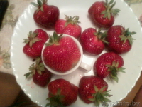 Рассада безусой клубники,ягоды 100г. Доставка по городу бесплатно - Изображение #1, Объявление #1399450