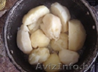 Домашний картофель помесь Журавинка, Адрета - Изображение #3, Объявление #1387096