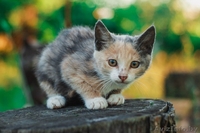 Маленькая милая кошечка ищет дом - Изображение #1, Объявление #1469026