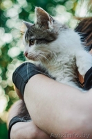 Пушистый любознательный и преданный маленький кот ищет дом - Изображение #4, Объявление #1469022