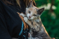 Маленькая милая кошечка ищет дом - Изображение #3, Объявление #1469026