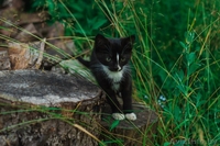 Официального окраса кошка ищет любящих хозяев - Изображение #1, Объявление #1469025