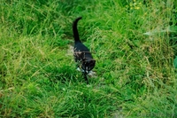 Официального окраса кошка ищет любящих хозяев - Изображение #3, Объявление #1469025