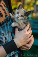Маленькая милая кошечка ищет дом - Изображение #4, Объявление #1469026