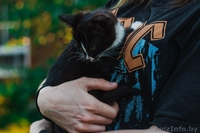 Официального окраса кошка ищет любящих хозяев - Изображение #4, Объявление #1469025