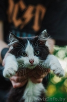 Самая пушистая маленькая кошка в дар - Изображение #5, Объявление #1469023