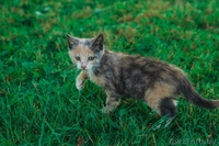 Маленькая милая кошечка ищет дом - Изображение #2, Объявление #1469026