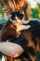 Самая пушистая маленькая кошка в дар - Изображение #2, Объявление #1469023