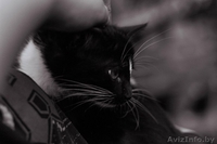 Официального окраса кошка ищет любящих хозяев - Изображение #7, Объявление #1469025