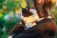 Самая пушистая маленькая кошка в дар - Изображение #4, Объявление #1469023