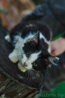 Самая пушистая маленькая кошка в дар - Изображение #3, Объявление #1469023