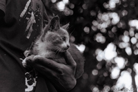 Маленькая милая кошечка ищет дом - Изображение #6, Объявление #1469026