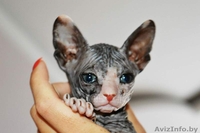 продажа сфинксов - Изображение #1, Объявление #1476291