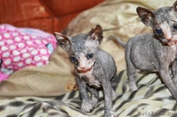 продажа сфинксов - Изображение #2, Объявление #1476291