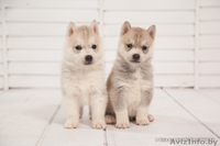 Девочки и мальчики щенки хаски всех окрасов - Изображение #4, Объявление #1488921