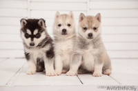 Девочки и мальчики щенки хаски всех окрасов - Изображение #5, Объявление #1488921