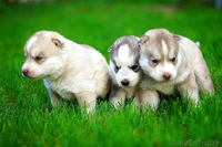 Девочки и мальчики щенки хаски всех окрасов - Изображение #6, Объявление #1488921