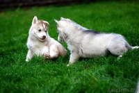 Девочки и мальчики щенки хаски всех окрасов - Изображение #8, Объявление #1488921