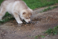 хаски из питомника щенки - Изображение #2, Объявление #1488923