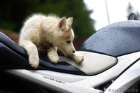 хаски из питомника щенки - Изображение #4, Объявление #1488923