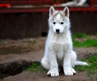 хаски из питомника щенки - Изображение #6, Объявление #1488923