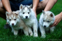 Щенки хаски с родословной из прфессионального питомника. - Изображение #1, Объявление #1488924