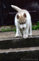 Щенки хаски с родословной из прфессионального питомника. - Изображение #2, Объявление #1488924