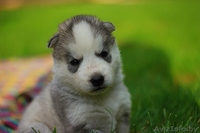 Хаски Щенки - недорого различный окрас - Изображение #1, Объявление #1488925