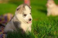 Хаски Щенки - недорого различный окрас - Изображение #3, Объявление #1488925