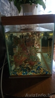 Продам аквариум с оборудованием и декорациями - Изображение #3, Объявление #1520263
