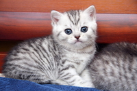 Британские котята Могилев - Изображение #2, Объявление #1524883