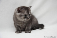 Британские котята Могилев - Изображение #3, Объявление #1524883